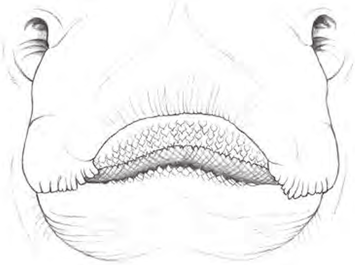 Line drawings of Starry Skate teeth