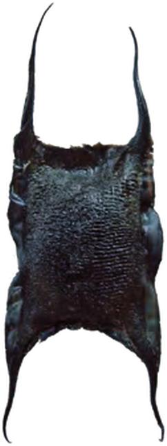 Illustration of the Starry Skate eggcase