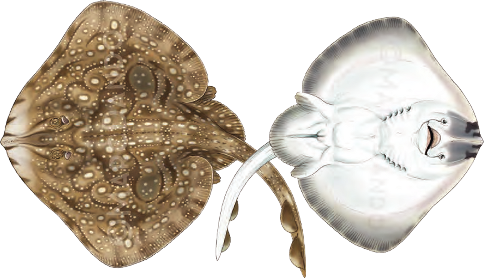 Illustration of the Undulate Ray