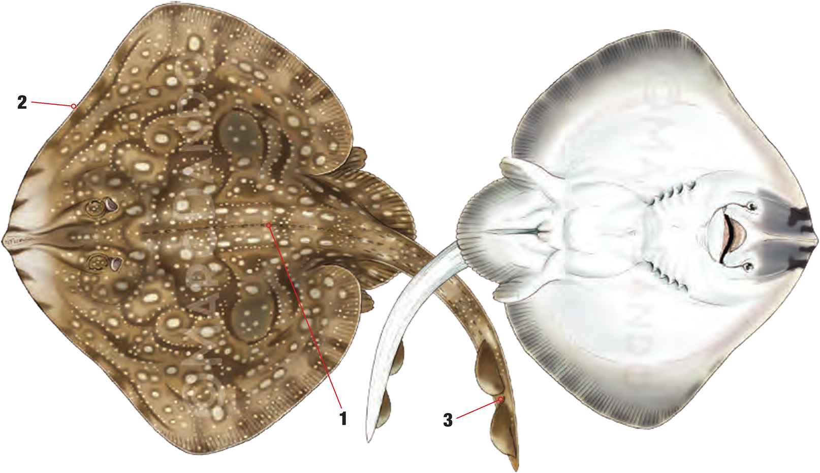 Illustration of the Undulate Ray with numbered arrows marking each identifying feature