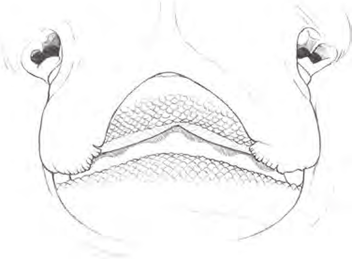 Line drawings of Undulate Ray teeth