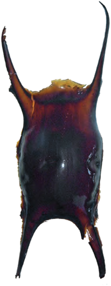 Illustration of the Undulate Ray eggcase