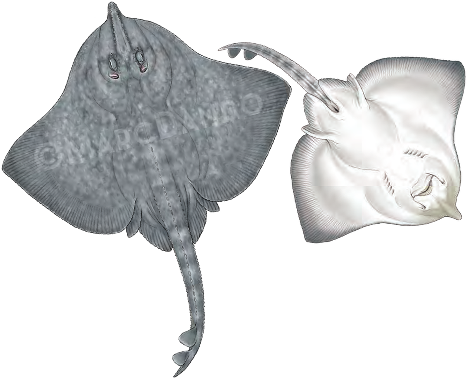 Illustration of the White Skate