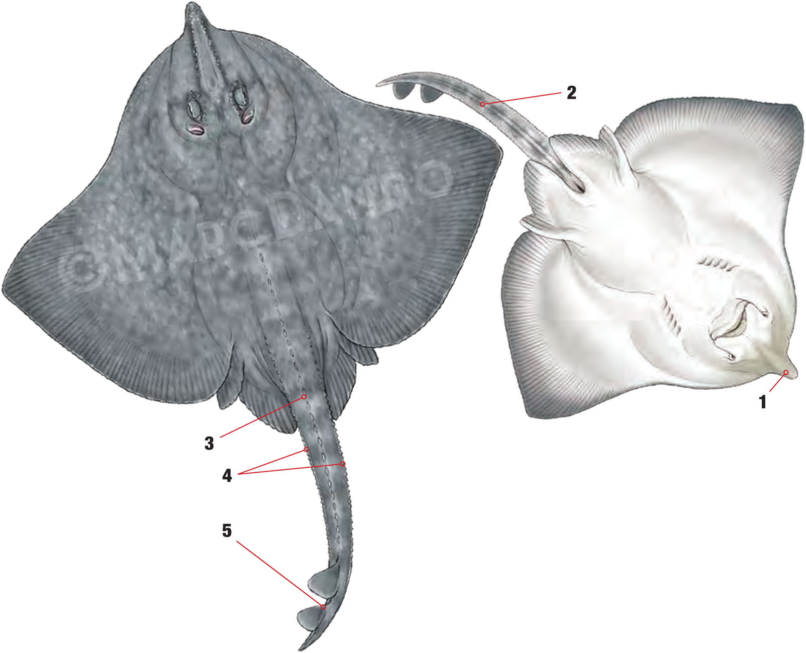Illustration of the White Skate with numbered arrows marking each identifying feature