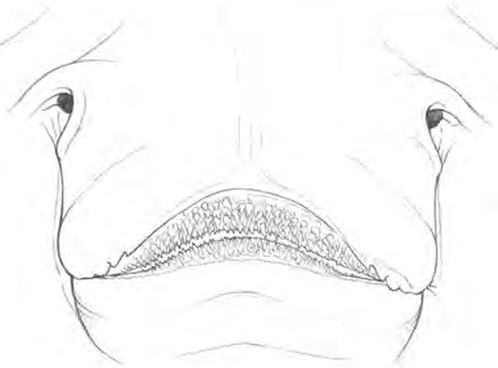 Line drawings of White Skate teeth