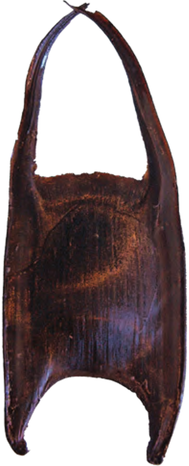 Illustration of the White Skate eggcase