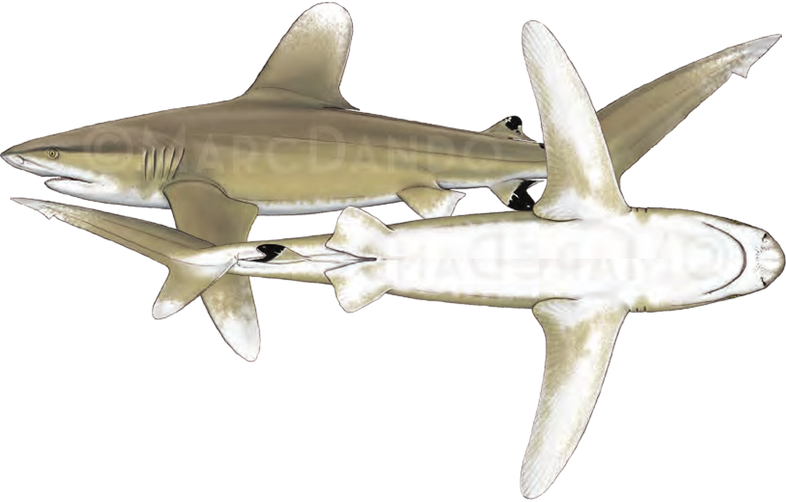 Illustration of the Oceanic Whitetip Shark