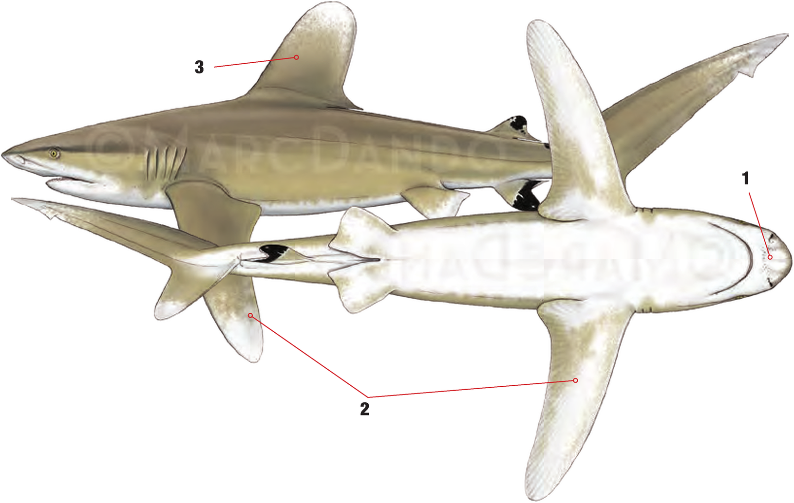Illustration of the Oceanic Whitetip Shark with numbered arrows marking each identifying feature