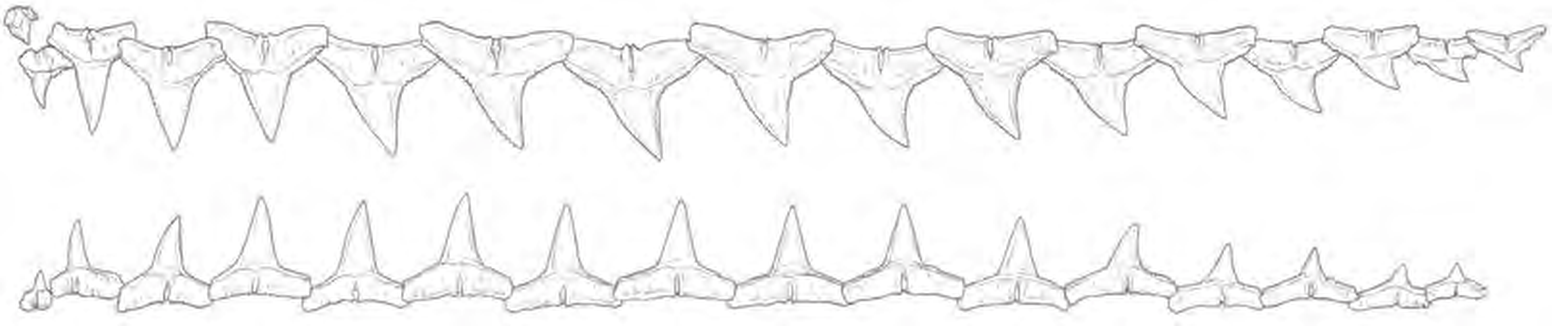 Line drawings of Oceanic Whitetip Shark teeth