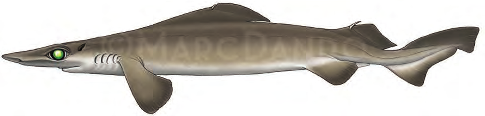 Illustration of the Rough Longnose Dogfish