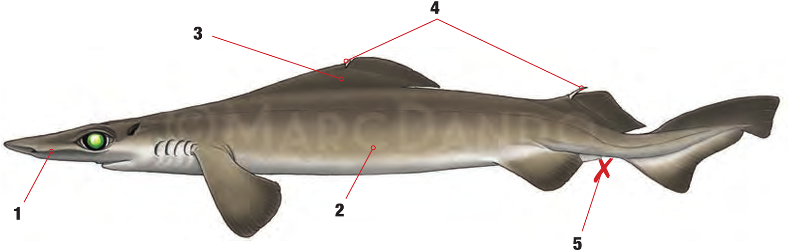 Illustration of the Rough Longnose Dogfish with numbered arrows marking each identifying feature