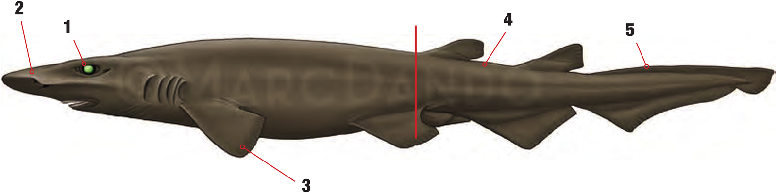 Illustration of the Smalleye Catshark with numbered arrows marking each identifying feature