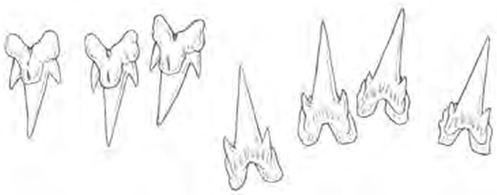Line drawings of Smalleye Catshark teeth