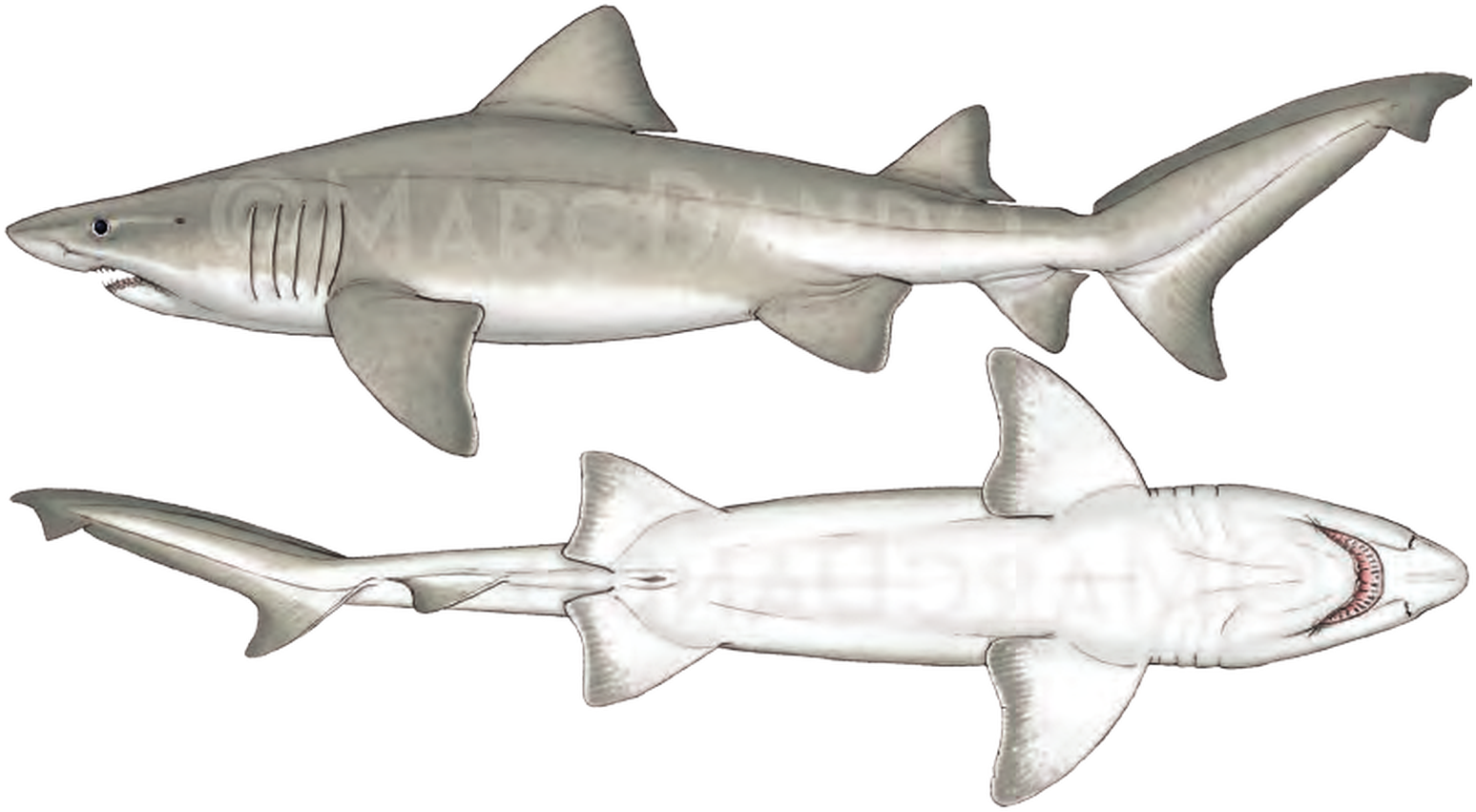 Illustration of the Smalltooth Sandtiger