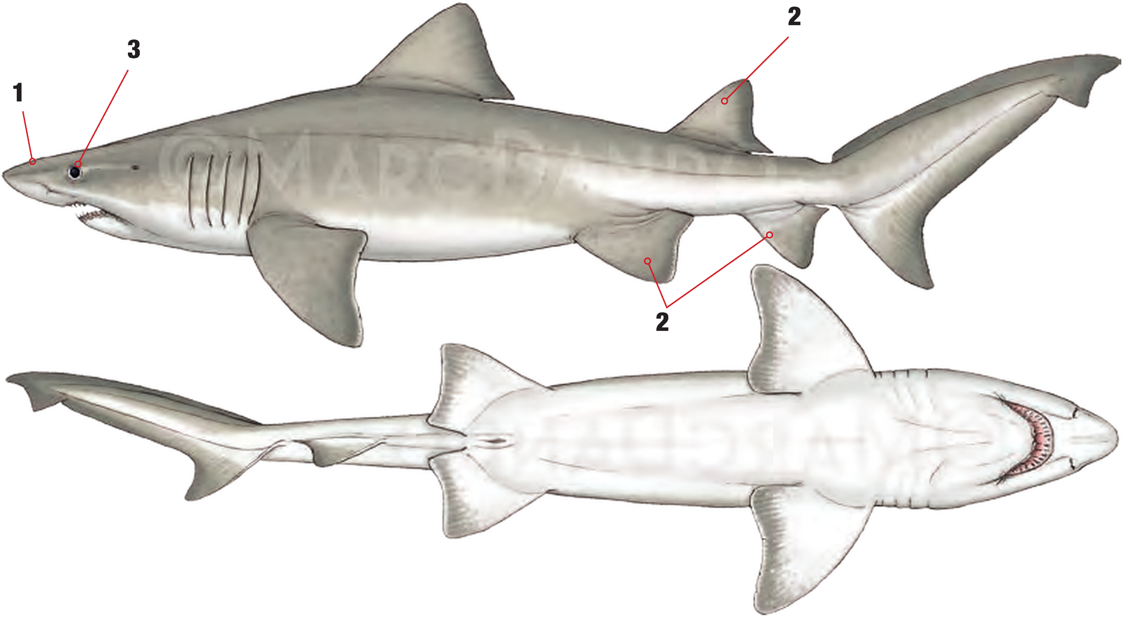 Illustration of the Smalltooth Sandtiger with numbered arrows marking each identifying feature