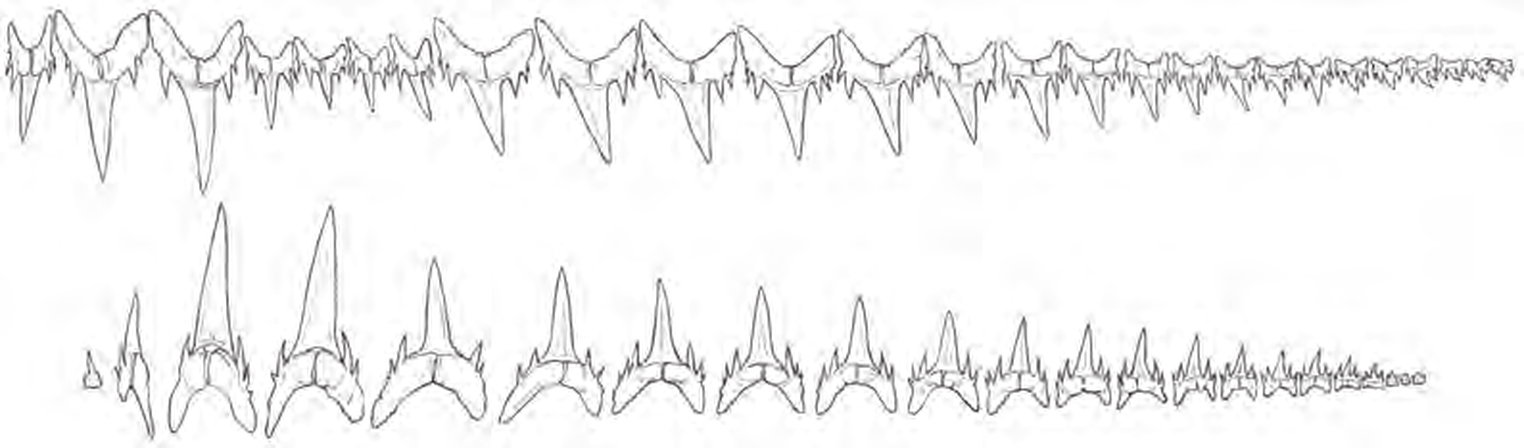 Line drawings of Smalltooth Sandtiger teeth
