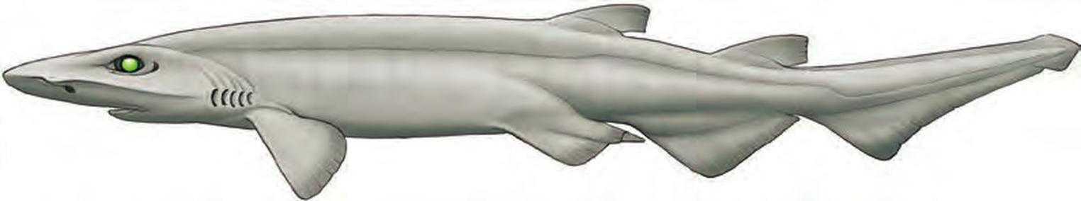 Illustration of the White Ghost Catshark