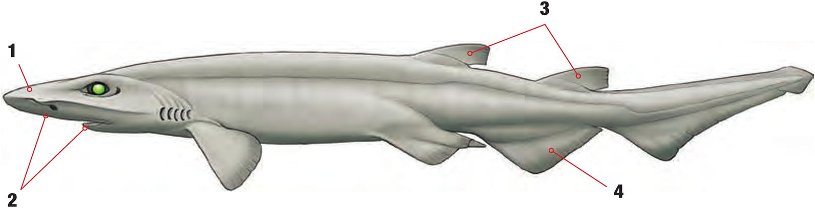 Illustration of the White Ghost Catshark with numbered arrows marking each identifying feature