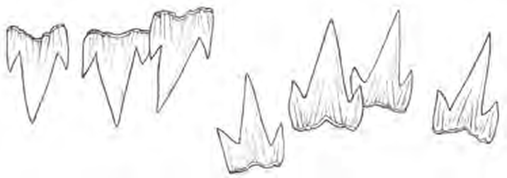 Line drawings of White Ghost Catshark teeth