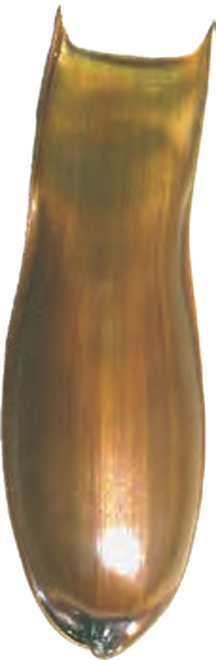 Illustration of the White Ghost Catshark eggcase