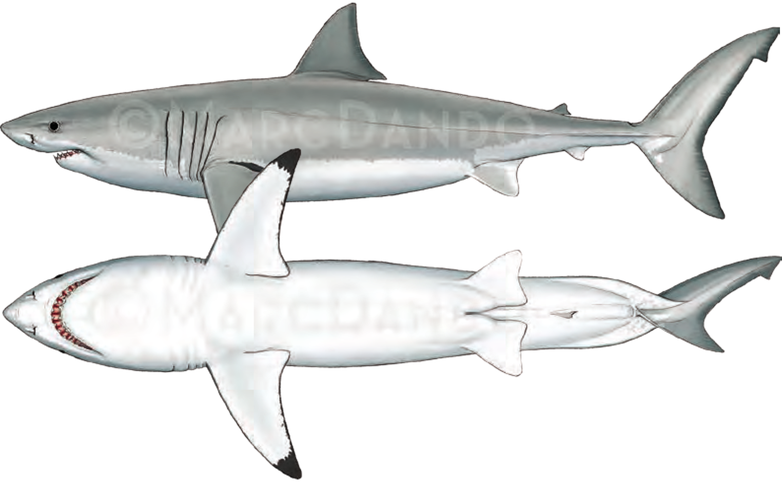 Illustration of the White Shark