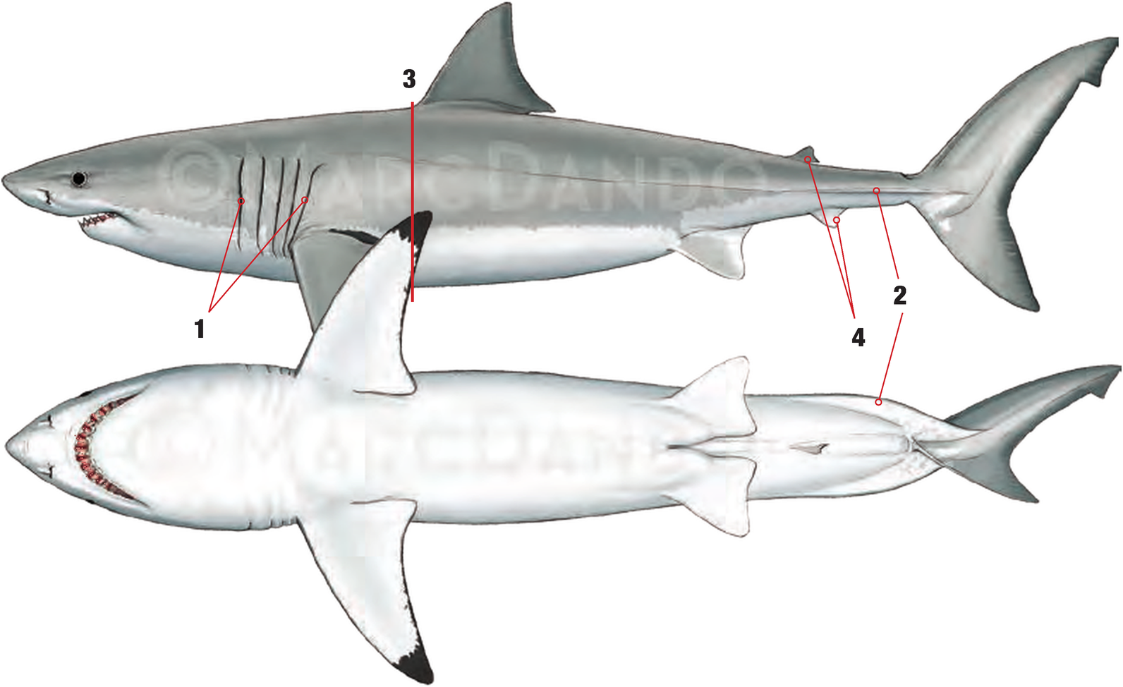 Illustration of the White Shark with numbered arrows marking each identifying feature