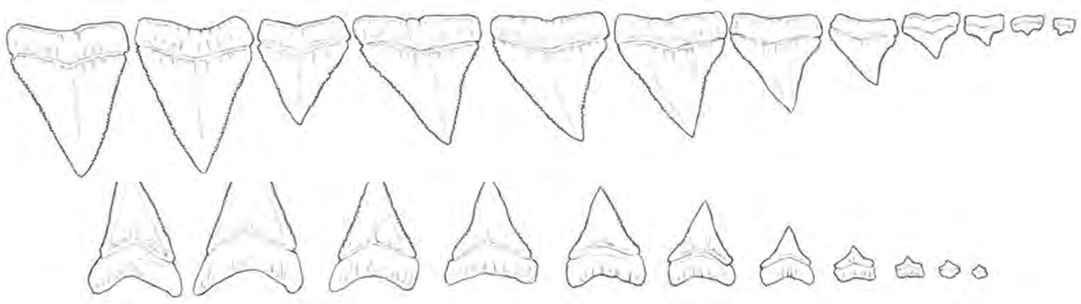 Line drawings of White Shark teeth