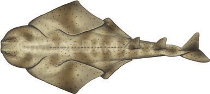 Illustration of the Sawback Angelshark