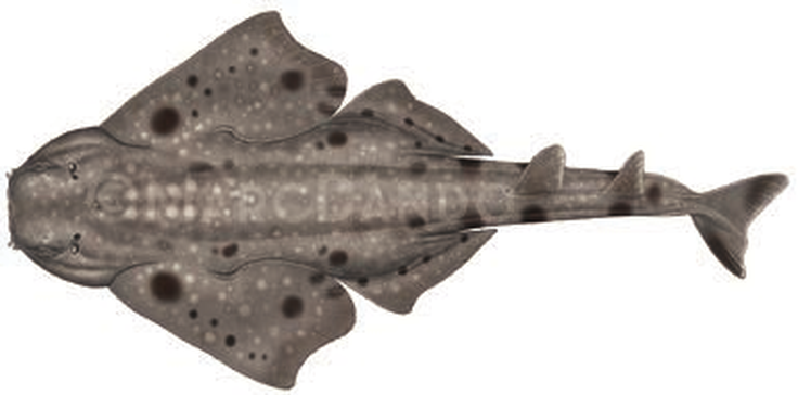 Illustration of the Smoothback Angelshark