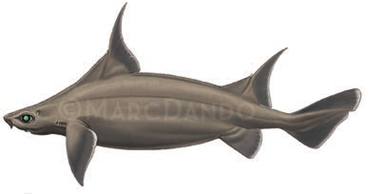 Illustration of the Sailfin Roughshark