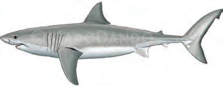 Illustration of the White Shark