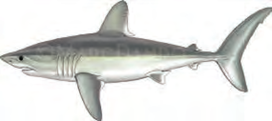 Illustration of the Porbeagle