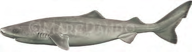 Illustration of the Greenland Shark