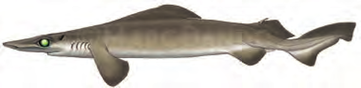 Illustration of the Rough Longnose Dogfish