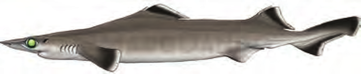 Illustration of the Arrowhead Dogfish