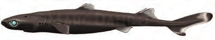 Illustration of the Smooth Lanternshark
