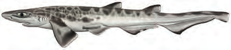 Illustration of the Atlantic Sawtail Catshark