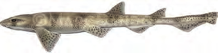 Illustration of the Smallspotted Catshark