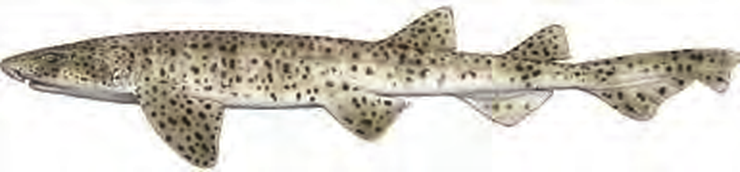 Illustration of the Nursehound