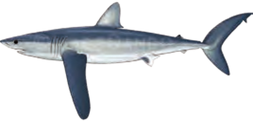 Illustration of the Longfin Mako Shark