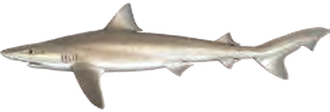 Illustration of the Tope