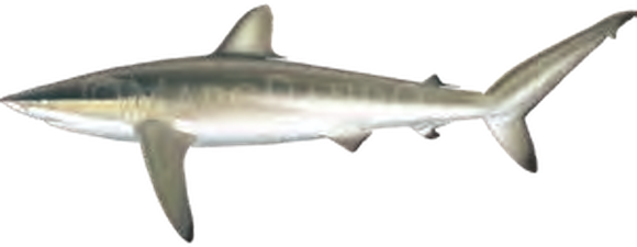 Illustration of the Silky Shark