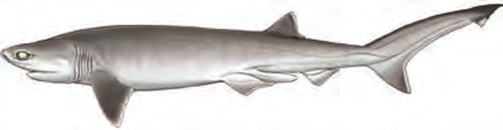 Illustration of the Bigeye Sixgill Shark