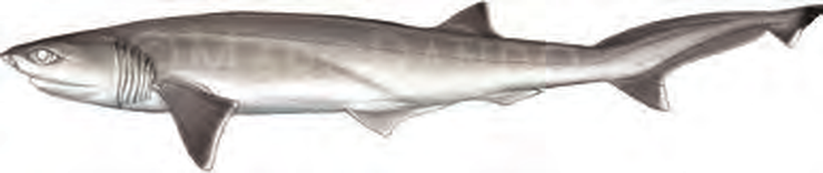 Illustration of the Sharpnose Sevengill Shark