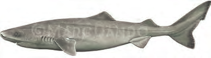 Illustration of the Greenland Shark