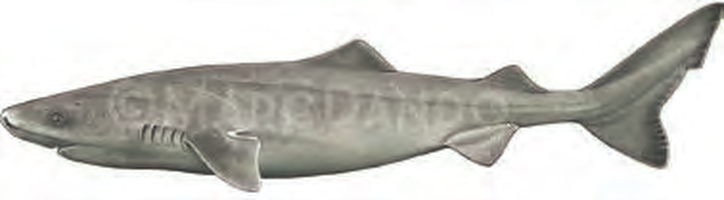 Illustration of the Greenland Shark
