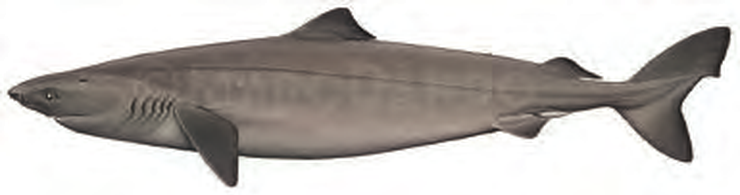 Illustration of the Little Sleeper Shark