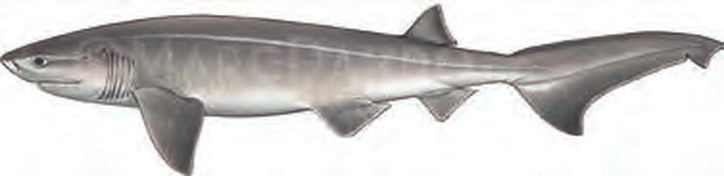 Illustration of the Bluntnose Sixgill Shark