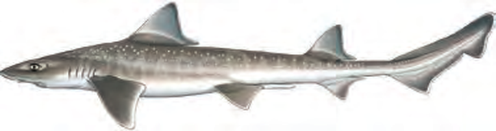 Illustration of the Starry Smoothhound