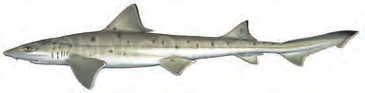 Illustration of the Blackspotted Smoothhound